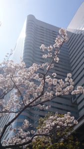 桜