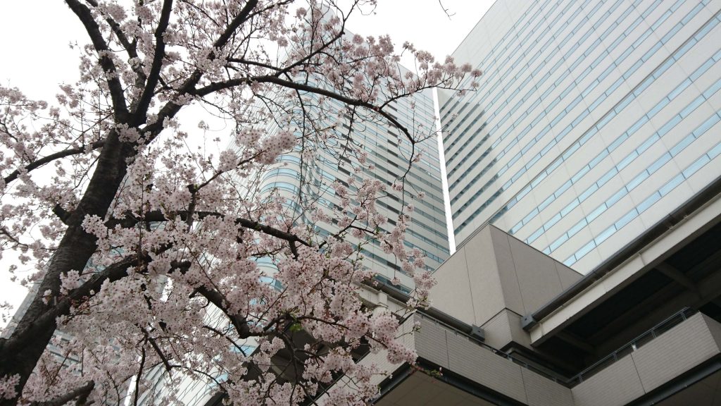 さくら満開