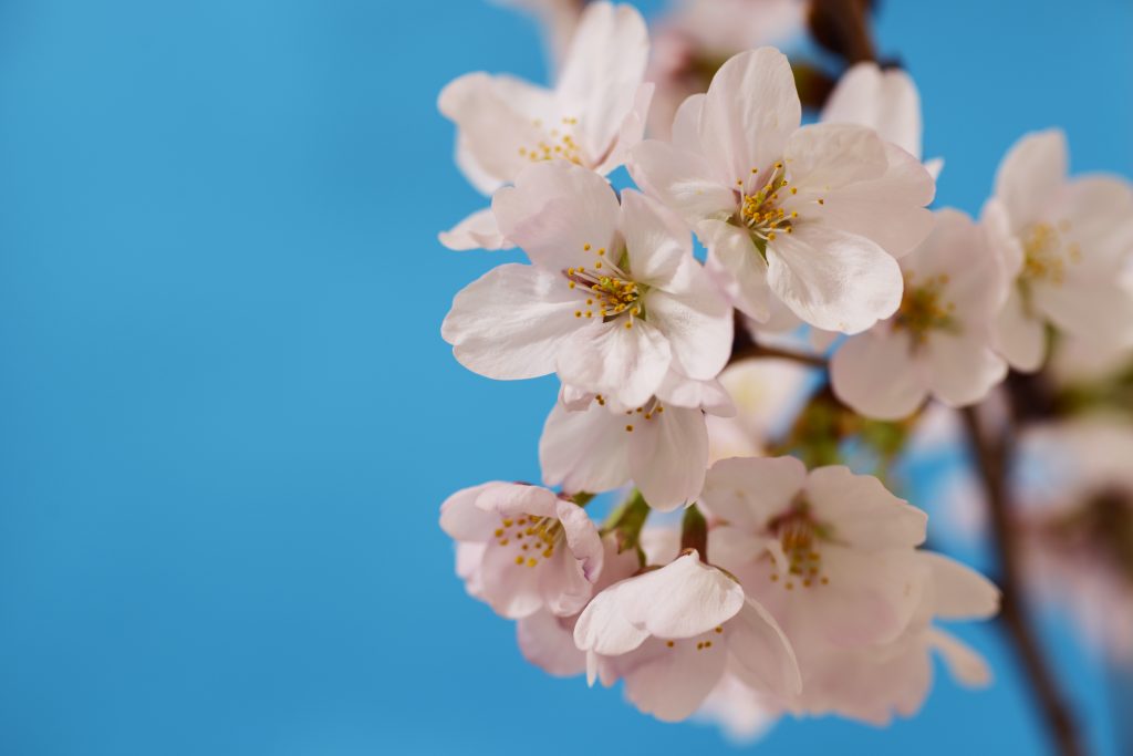 さくらの開花
