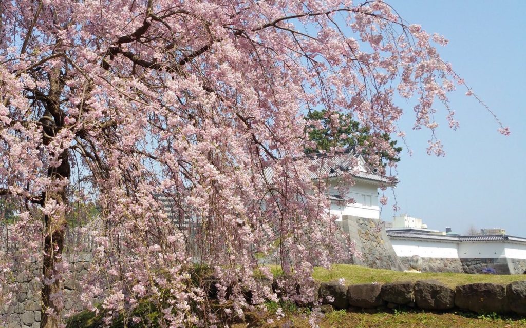 桜