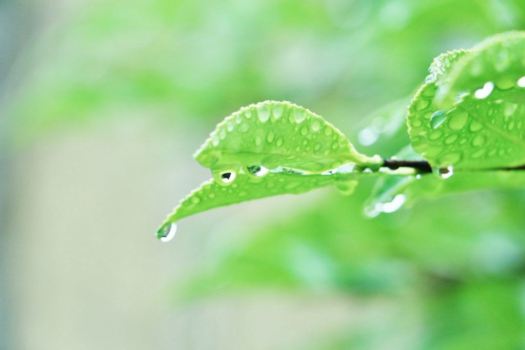 雨