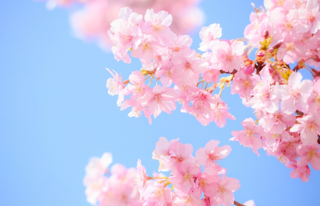 桜