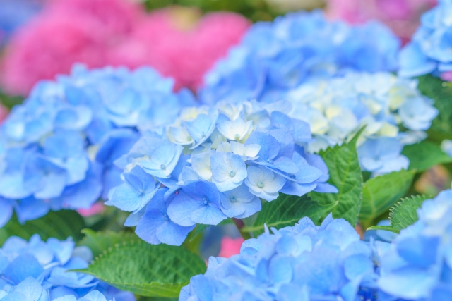 梅雨　紫陽花