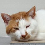 猫好きリーマン