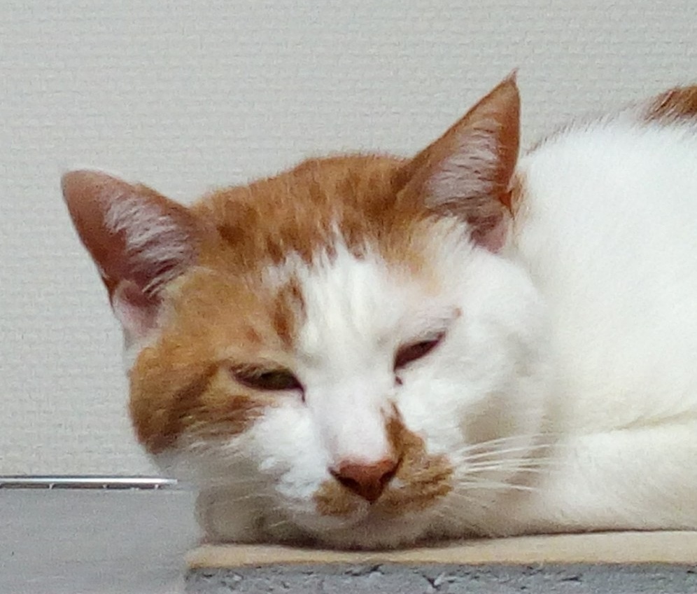 猫好きリーマン