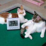 猫好きリーマン