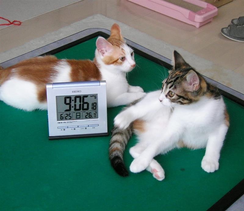 猫好きリーマン